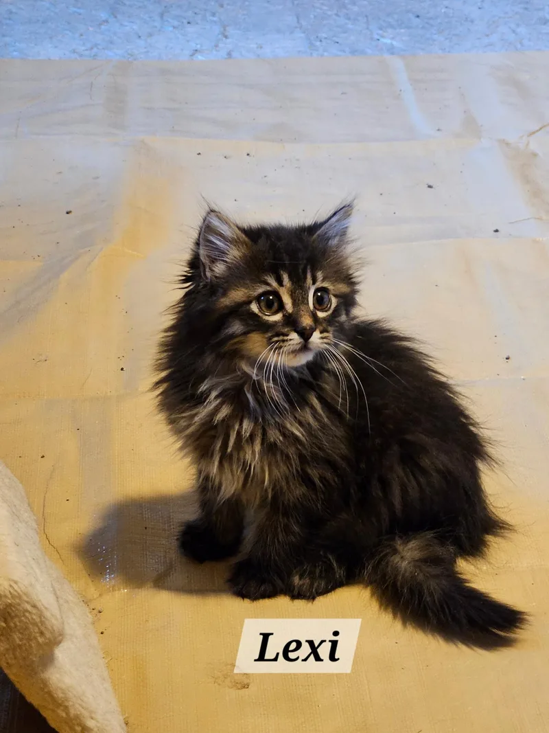 A baby small-sized female Tabby (Brown / Chocolate) Domestic Long Hair cat named Lexi for adoption in Kenosha, WI