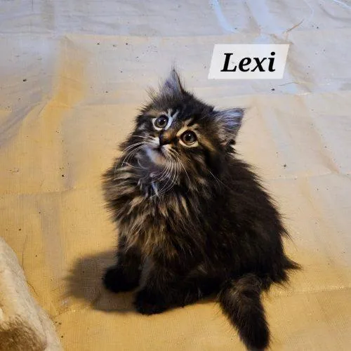 Lexi thumbnail 2