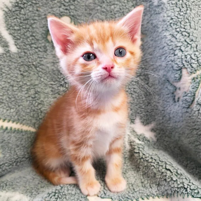 A baby small-sized male Orange / Red Domestic Short Hair cat named Clydesdale for adoption in Mount Juliet, TN