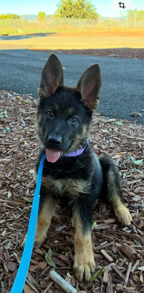 A baby large-sized female Tricolor (Brown, Black, & White) German Shepherd Dog dog named Etta for adoption