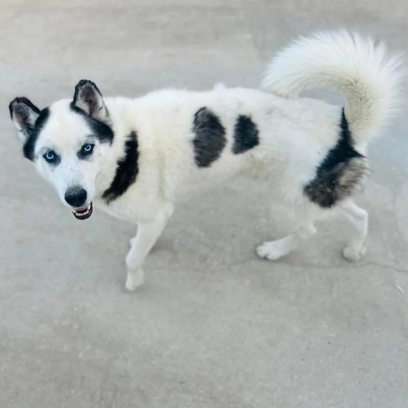 An adult large-sized male Tricolor (Brown, Black, & White) Mixed Breed dog named Sven for adoption in Groveland, MA