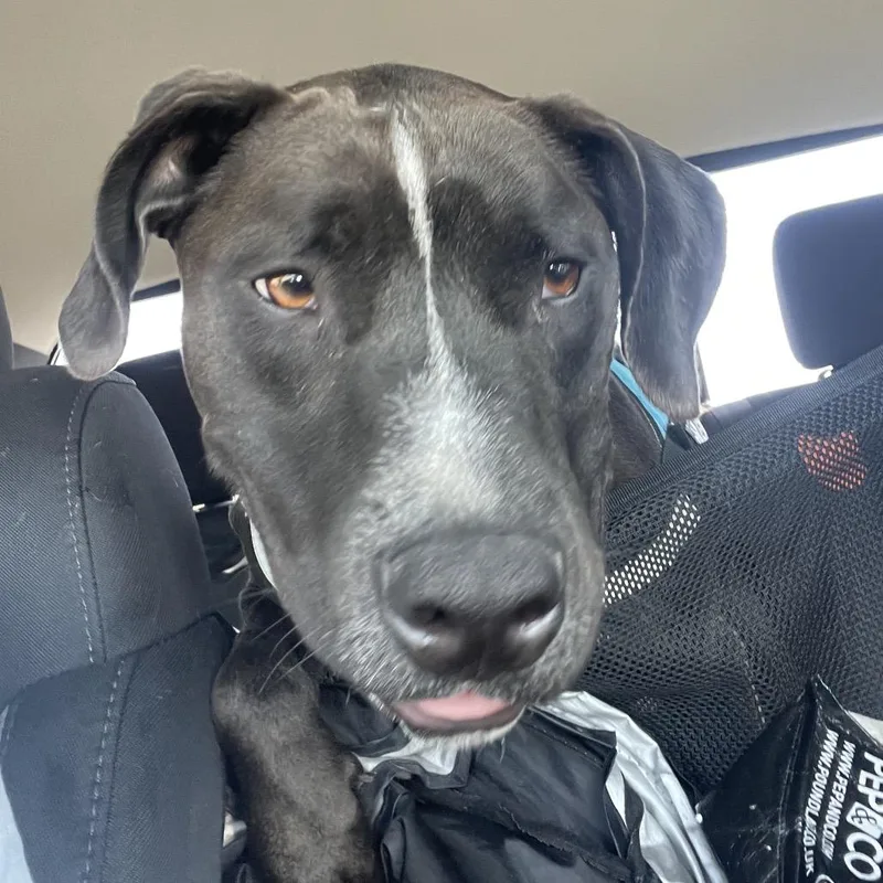 An adult medium-sized male Black Labrador Retriever dog named Bentley for adoption in San Diego, CA