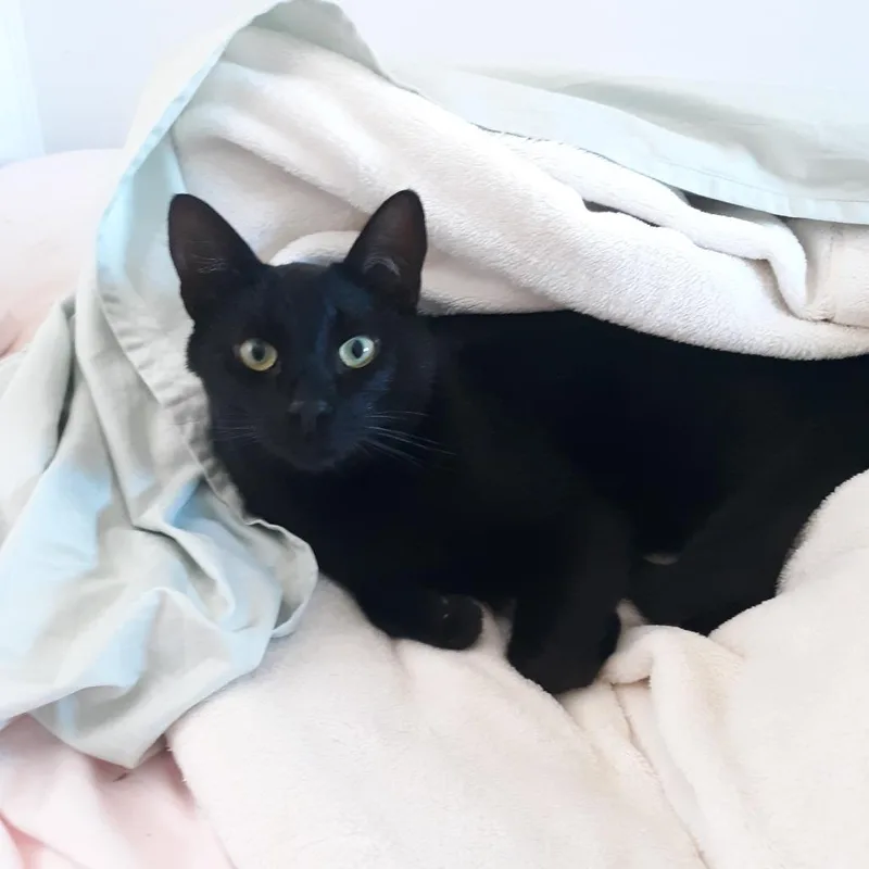 A senior medium-sized male Black Domestic Short Hair cat named Seven for adoption in Ramona, CA