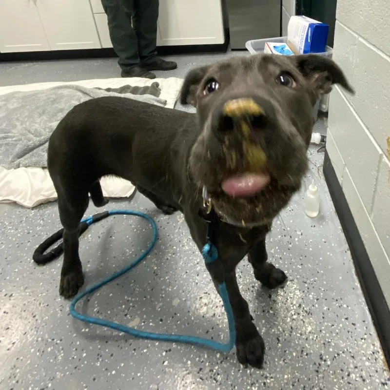 A baby medium-sized male Mixed Breed dog named Balto for adoption in Grand Rapids, MI