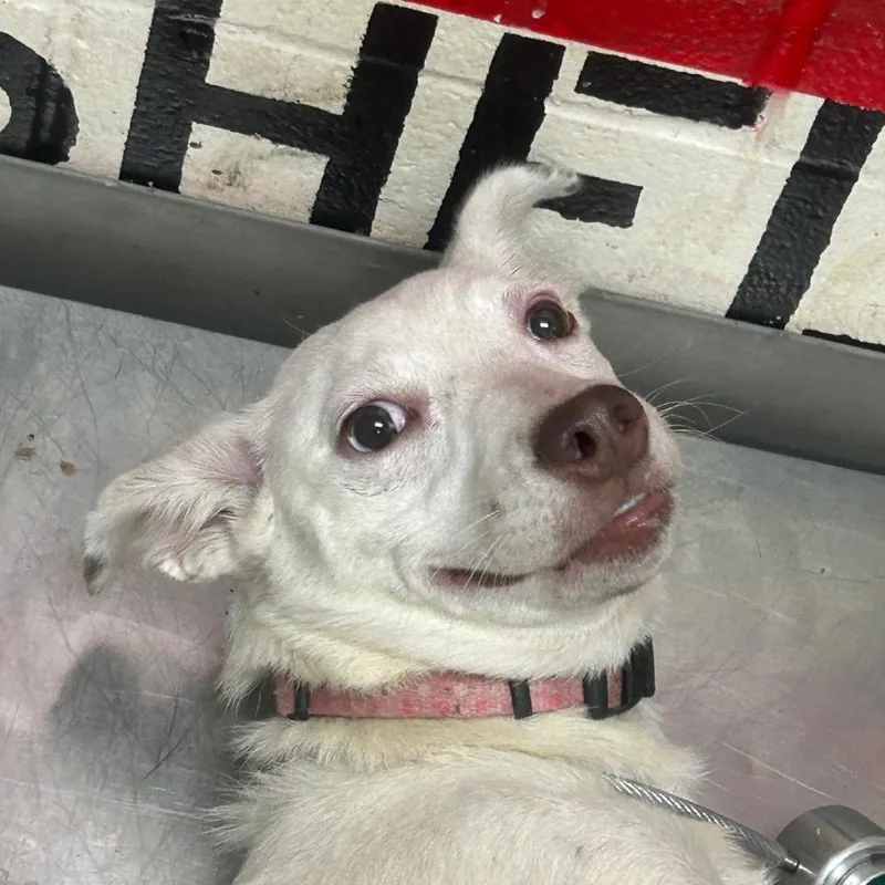 A baby small-sized female White / Cream Mixed Breed dog named Cristina for adoption in Lufkin, TX