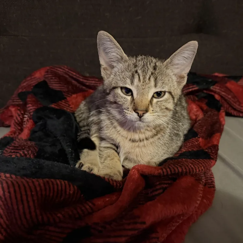 A baby medium-sized male Tiger cat named Baloo for adoption in Honeoye, NY