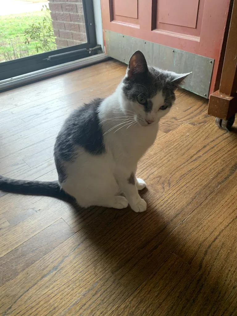 A young medium-sized female Domestic Short Hair cat named Pearl for adoption in Florence, SC