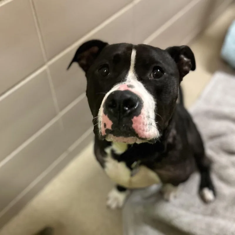 An adult large-sized male Black Mixed Breed dog named Edgar for adoption in Waukesha, WI