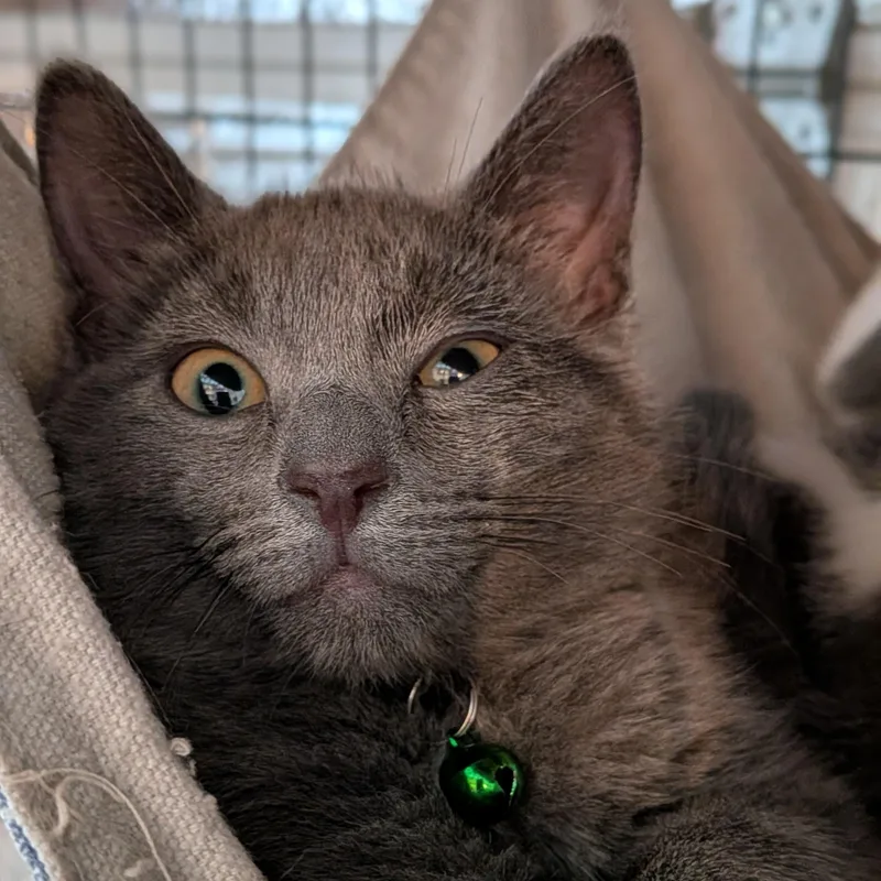 A baby small-sized male Gray / Blue / Silver Domestic Short Hair cat named Hunter for adoption in Newburgh, NY