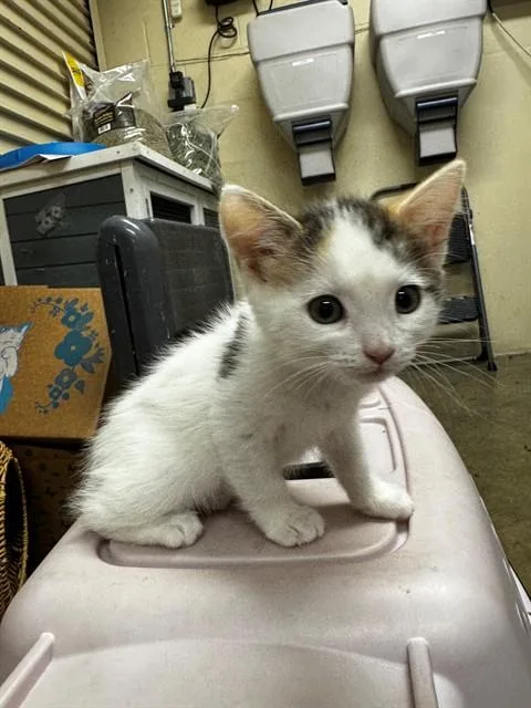 A baby small-sized female Domestic Short Hair cat named Nicki for adoption in Lodi, CA