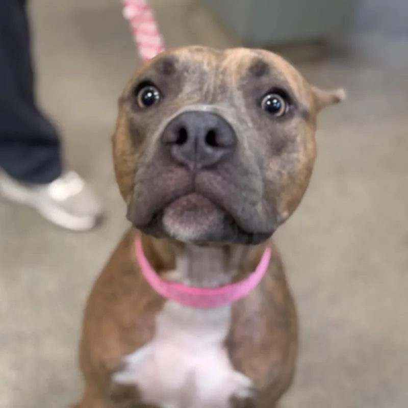 A young medium-sized female Mixed Breed dog named Kida for adoption in Jacksonville, FL