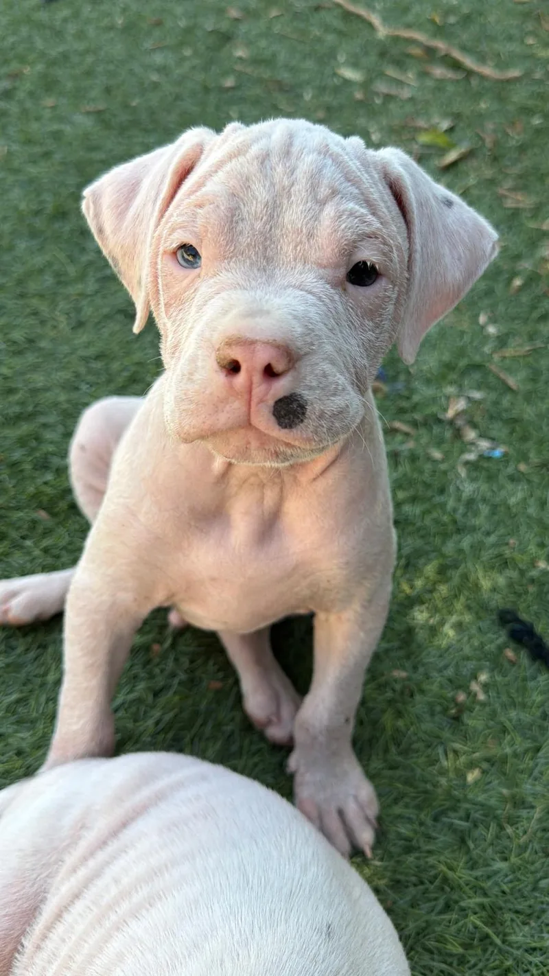 A baby small-sized male English Bulldog dog named Gnocchi for adoption in Discovery Bay, CA