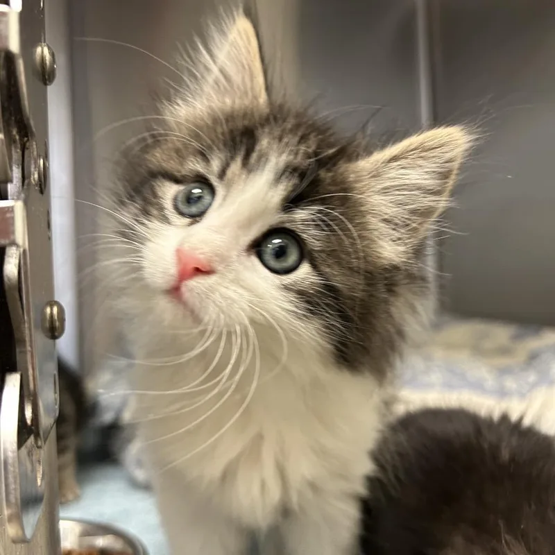 A baby small-sized female Brown / Chocolate Domestic Long Hair cat named Bo for adoption in Lynchburg, VA