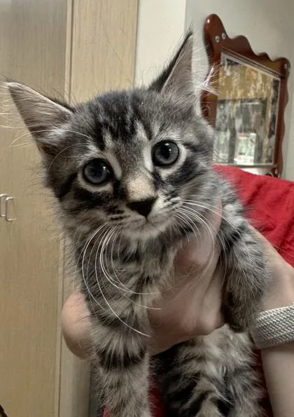 A baby small-sized female Domestic Short Hair cat named Alma for adoption in Brunswick, GA