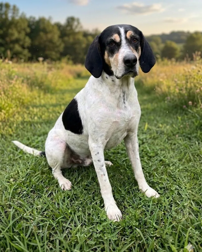 An adult medium-sized male Hound dog named Lieutenant Dan for adoption in Wabash, IN