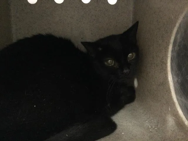 A young small-sized female Domestic Medium Hair cat named A for adoption in Thousand Palms, CA