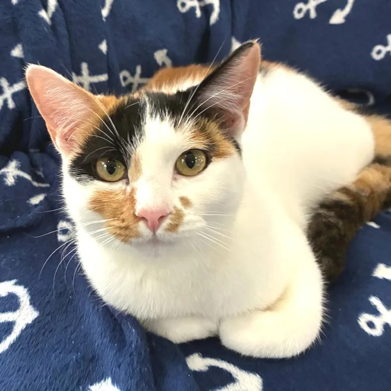 Baby Ruth thumbnail 3