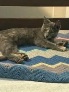 A baby small-sized female Dilute Calico Domestic Short Hair cat named Sadie for adoption in Gladstone, OR