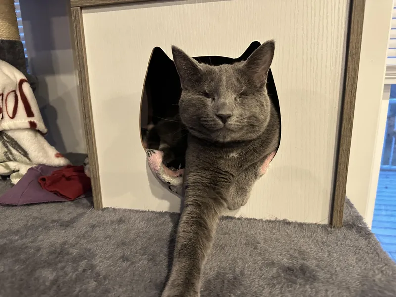 An adult medium-sized female Gray / Blue / Silver Domestic Short Hair cat named Gracie for adoption in Byrdstown, TN