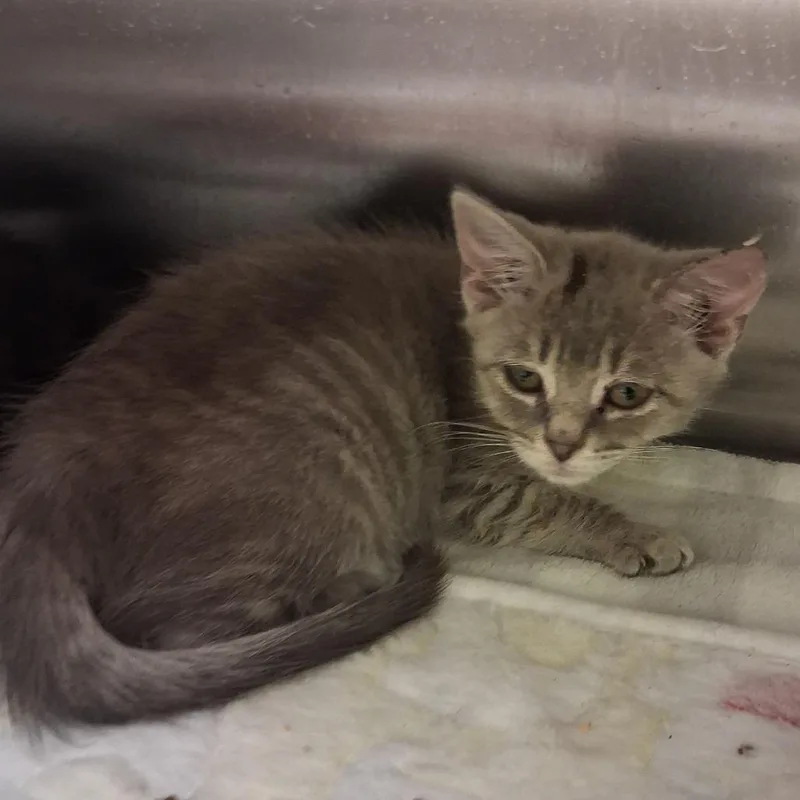 A baby small-sized female Gray / Blue / Silver Domestic Medium Hair cat named Israel for adoption in Elizabeth City, NC