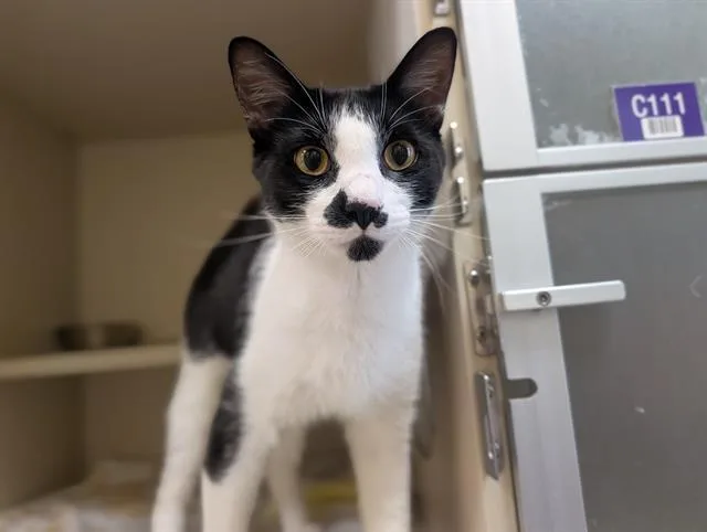 A young small-sized male Domestic Short Hair cat named Poe for adoption in Denver, CO