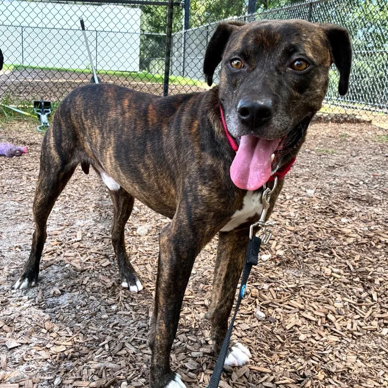 An adult large-sized male Mixed Breed dog named Doug for adoption in Jacksonville, FL