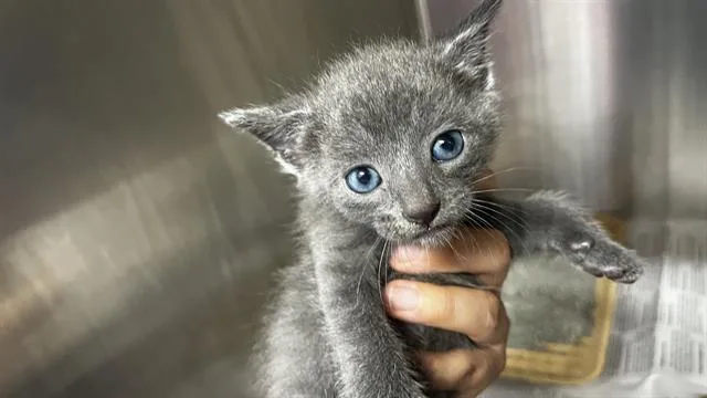 A baby small-sized male Domestic Short Hair cat named Ryan for adoption in Grand Prairie, TX