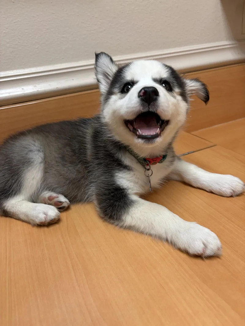 A baby medium-sized female Siberian Husky dog named Chocolate chip for adoption in Fullerton, CA