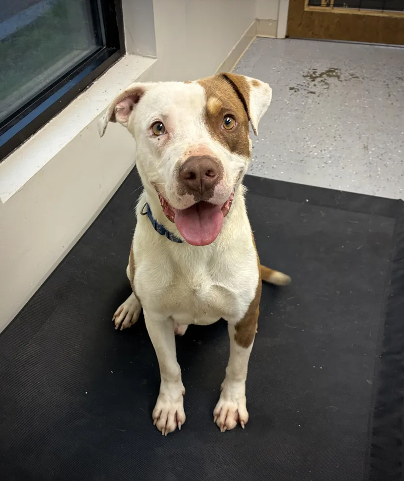 An adult medium-sized male Pit Bull Terrier dog named Andy for adoption in Senatobia, MS
