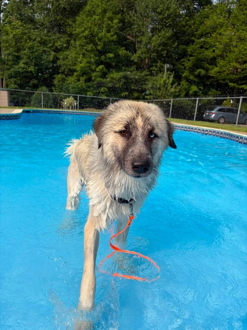 An adult large-sized male Tricolor (Brown, Black, & White) Great Pyrenees dog named Bobble for adoption in Hudson, MA