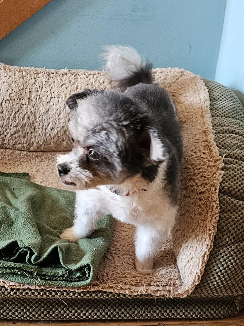 A senior small-sized male Mixed Breed dog named Mingo for adoption in Watertown, WI