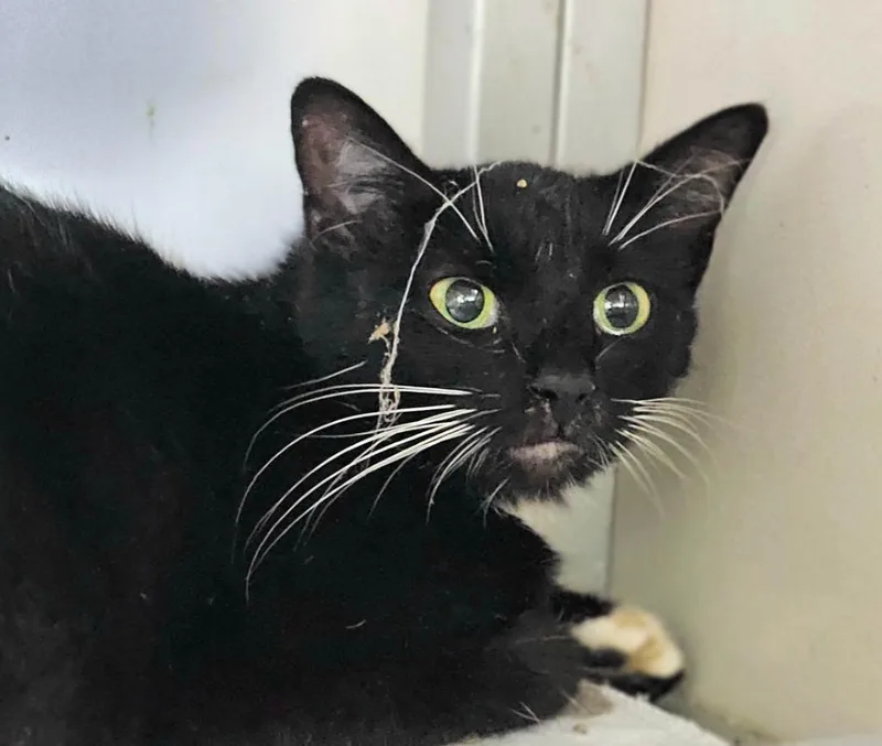 A young large-sized male Domestic Short Hair cat named Aspen for adoption in Greensburg, IN