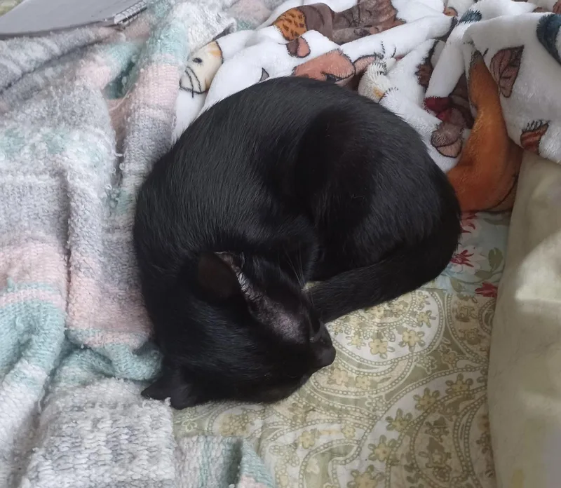 A baby medium-sized male Black Domestic Short Hair cat named Braven for adoption in Oviedo, FL