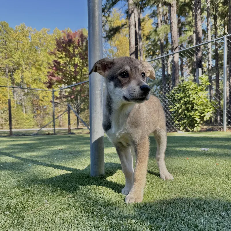A baby large-sized female White / Cream Husky dog named Camden for adoption in Salisbury, NC