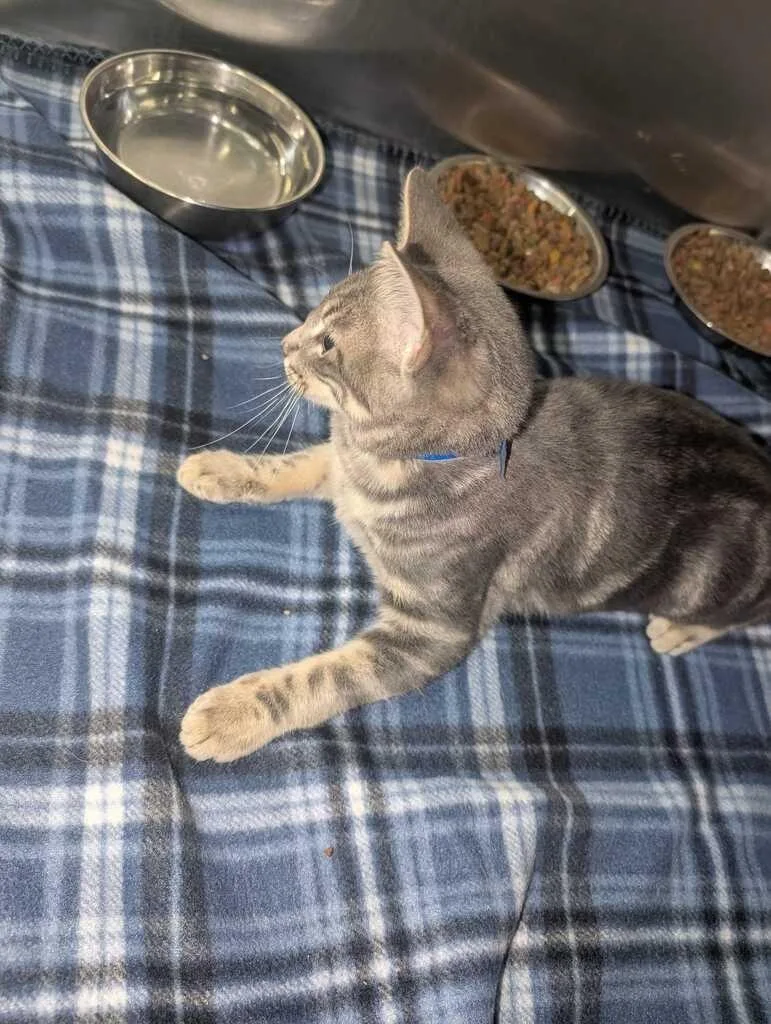 A baby medium-sized male Domestic Short Hair cat named Rococo for adoption in Athens, AL