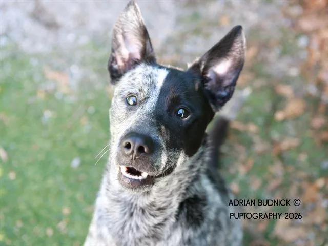 An adult medium-sized male Merle (Blue) Mixed Breed dog named Sesame Chicken for adoption in Nashville, TN