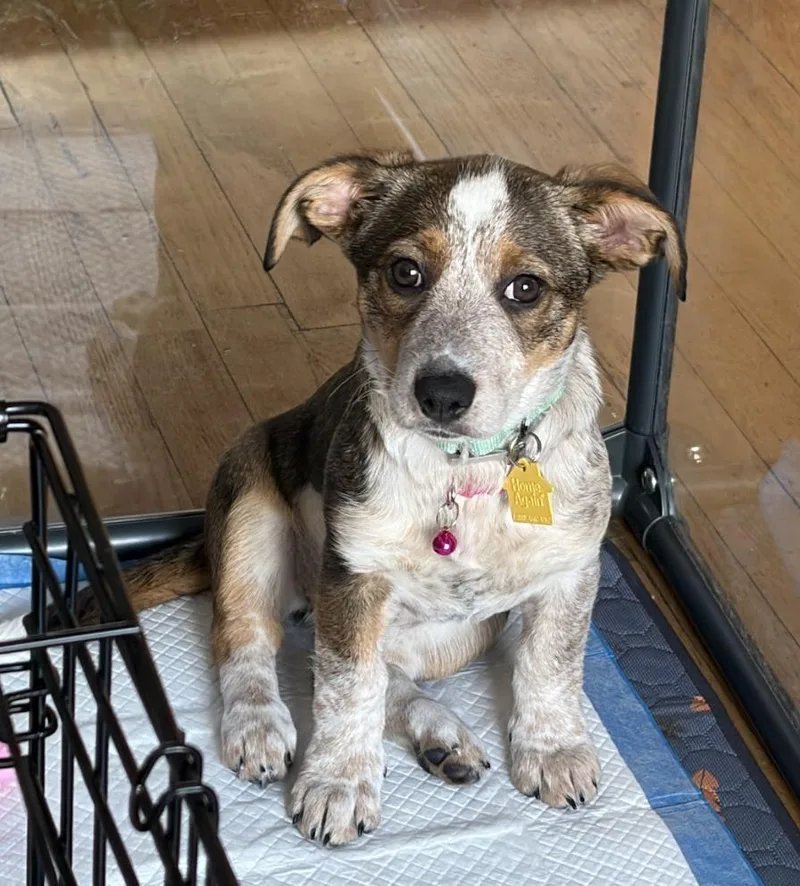 Cataline thumbnail 2