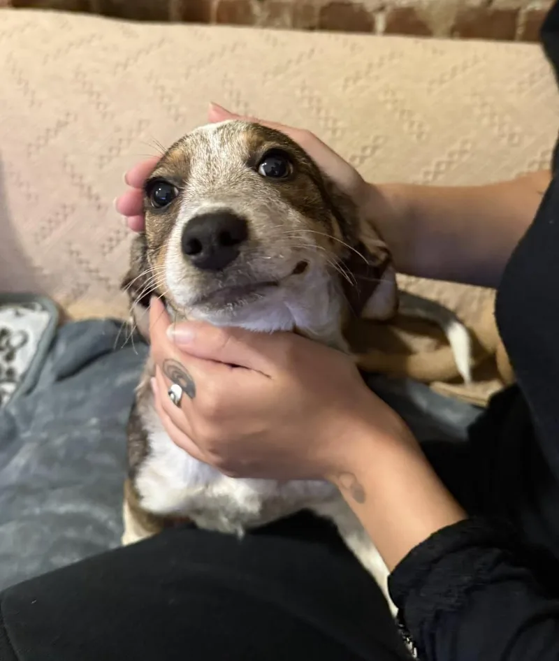 Cataline thumbnail 3