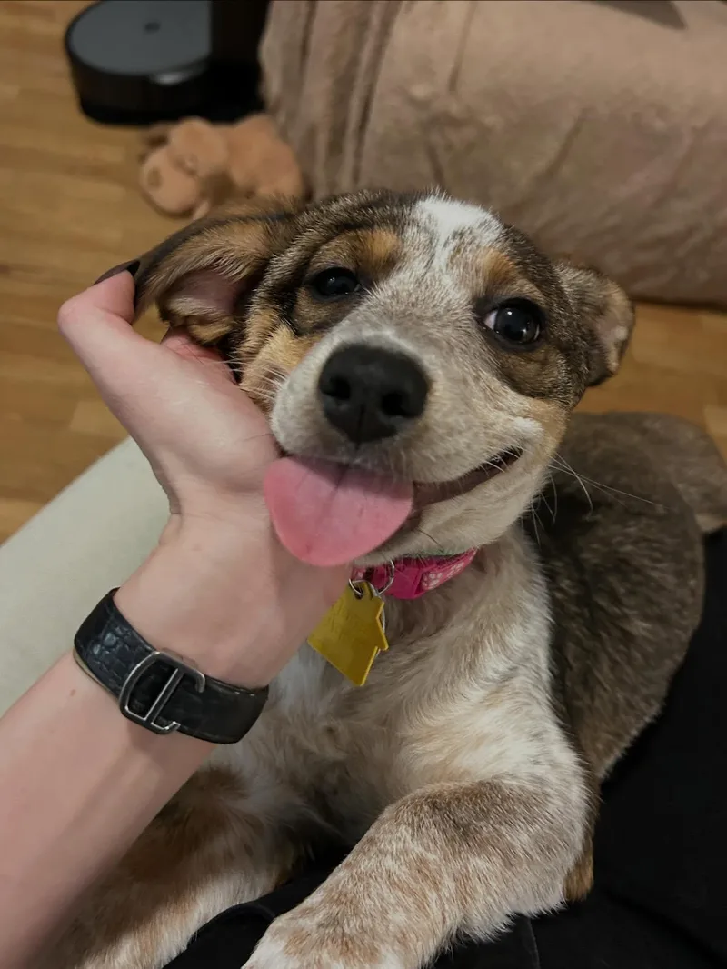 Cataline thumbnail 4