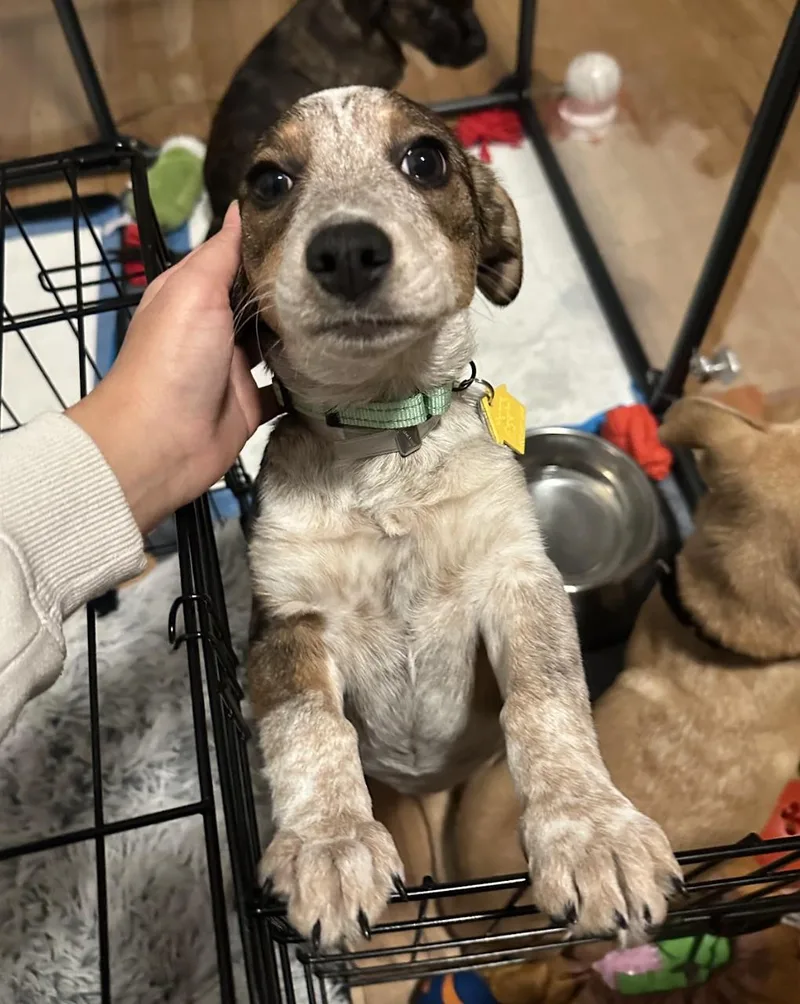 Cataline thumbnail 5