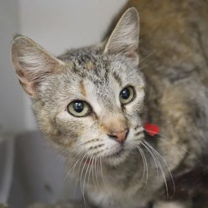 A young medium-sized female Domestic Short Hair cat named Irene for adoption in Verona, WI