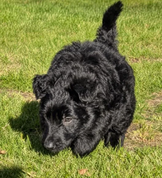 A young large-sized male German Shepherd Dog dog named Oreo for adoption in Seattle, WA