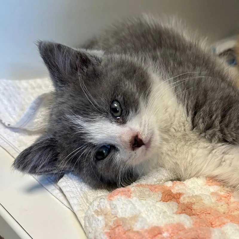 A baby small-sized female Gray / Blue / Silver Domestic Short Hair cat named Shawna for adoption in Naperville, IL