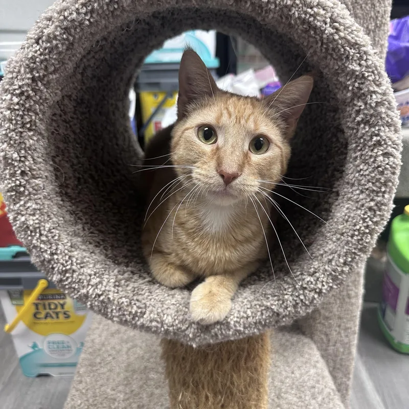 An adult large-sized male Domestic Short Hair cat named Ronan for adoption in Blaine, MN