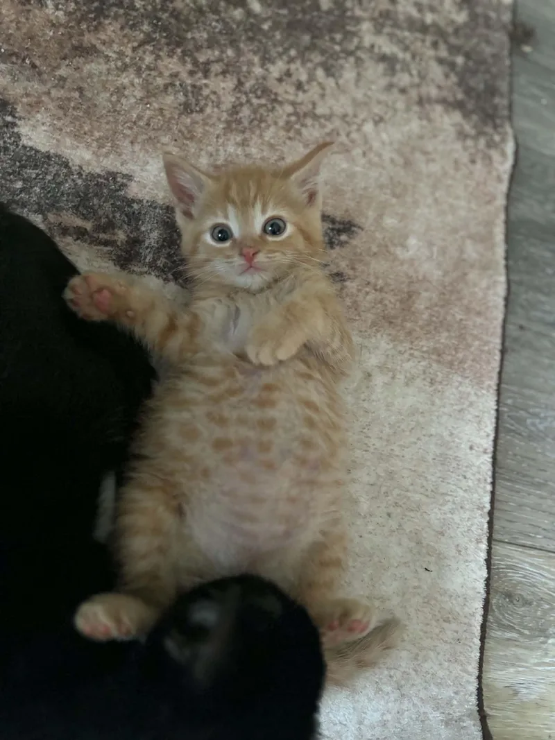 A baby medium-sized male Tabby (Orange / Red) Domestic Short Hair cat named Gain for adoption in Indianapolis, IN