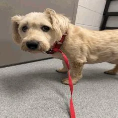 A senior medium-sized female White / Cream Scottish Terrier dog named Nina for adoption in Indianapolis, IN