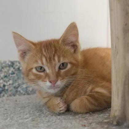 A baby medium-sized male Domestic Short Hair cat named Focaccia for adoption in Verona, WI