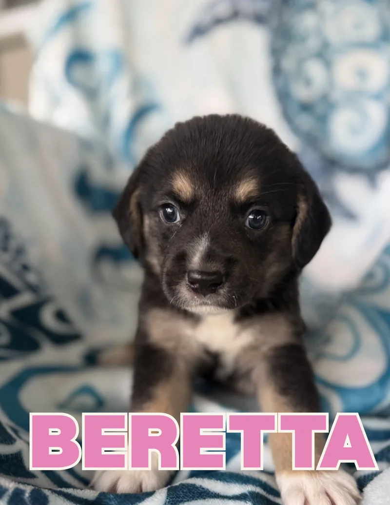Beretta