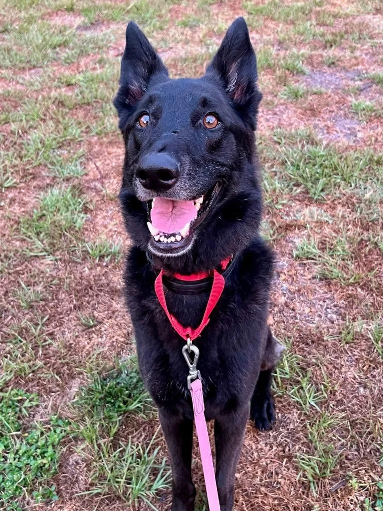 An adult large-sized female German Shepherd Dog named Bella Boop for adoption in New Bern, NC