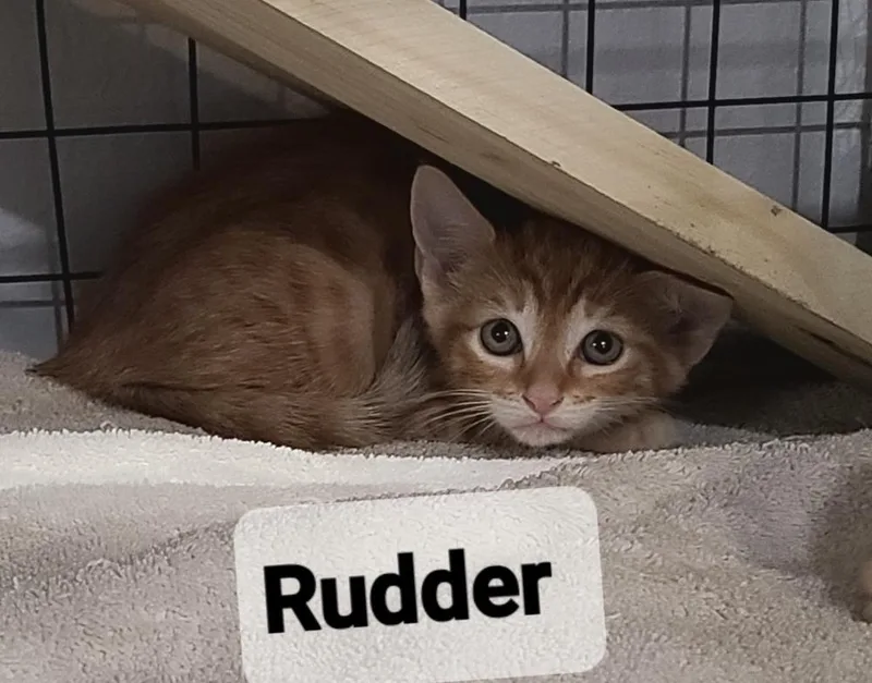 A baby small-sized male Orange & White Domestic Short Hair cat named Rudder for adoption in Orlando, FL